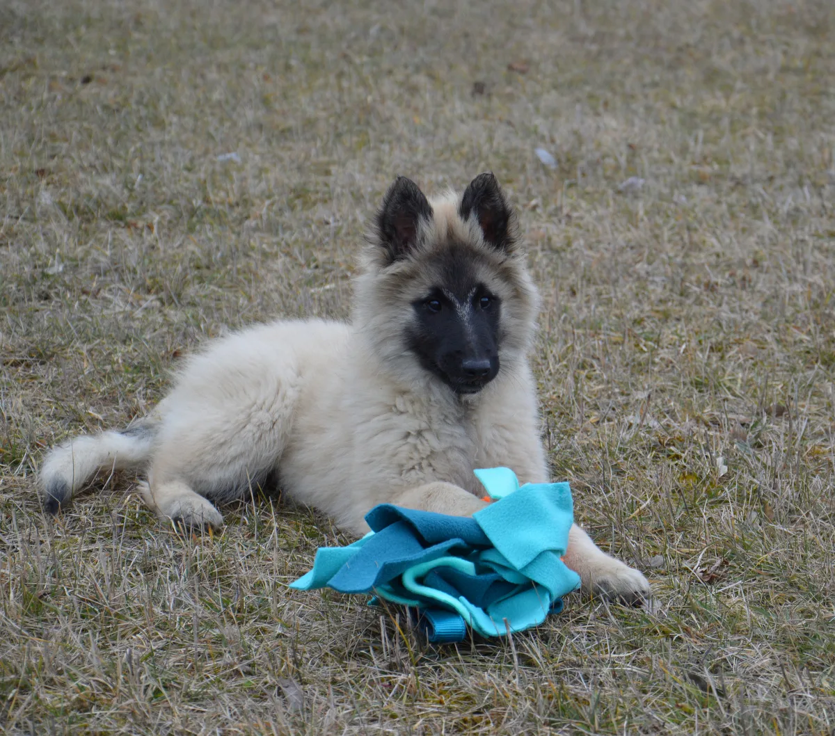 Quechy Bergerac DE Hu 'Topáz' – 10. kép