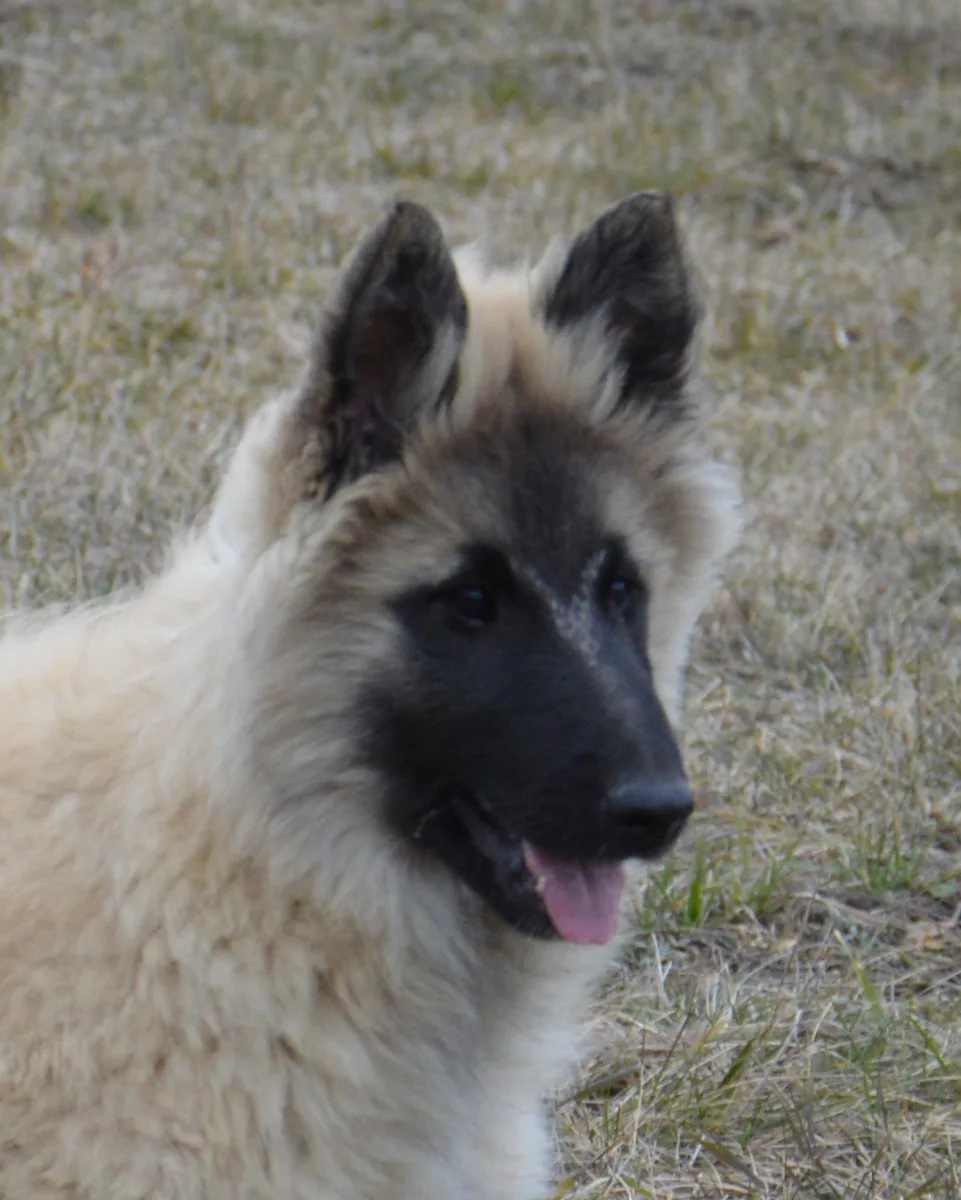 Quechy Bergerac DE Hu 'Topáz' – 12. kép