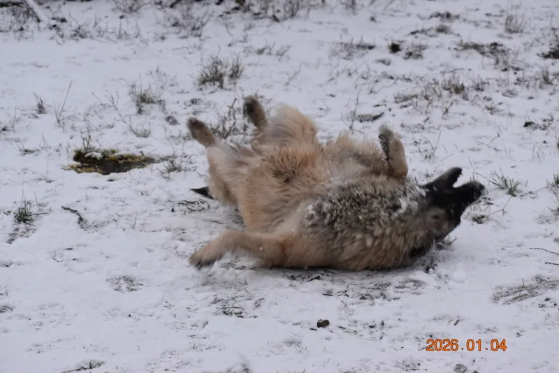 Quechy Bergerac DE Hu 'Topáz' – 13. kép