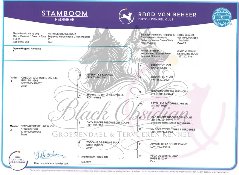 Faith de Bruine Buck 'Zafír' – kép 3