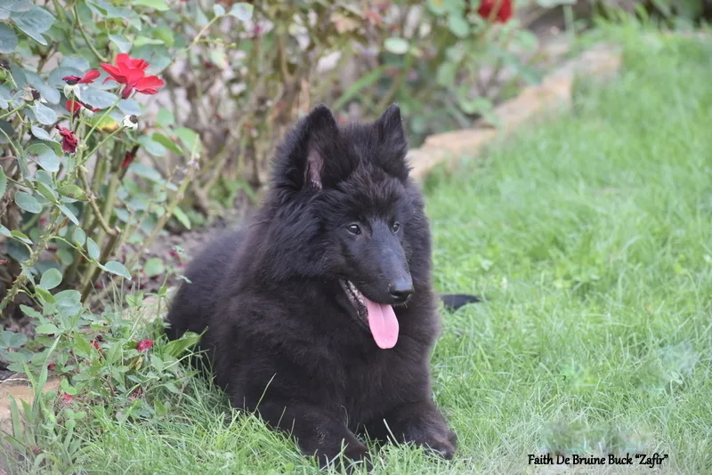 Faith de Bruine Buck 'Zafír'