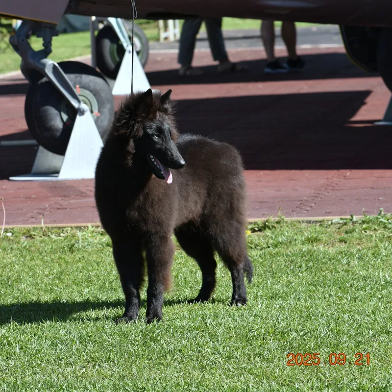 Faith de Bruine Buck 'Zafír' – 7. kép
