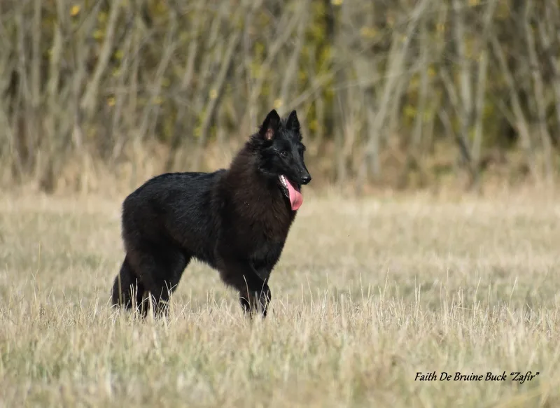 Faith de Bruine Buck 'Zafír' – 8. kép