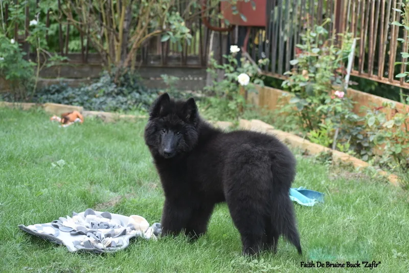 Faith de Bruine Buck 'Zafír' – 19. kép