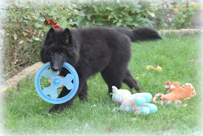 Faith de Bruine Buck 'Zafír' – 20. kép