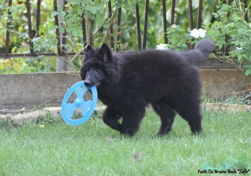 Faith de Bruine Buck 'Zafír' – 21. kép