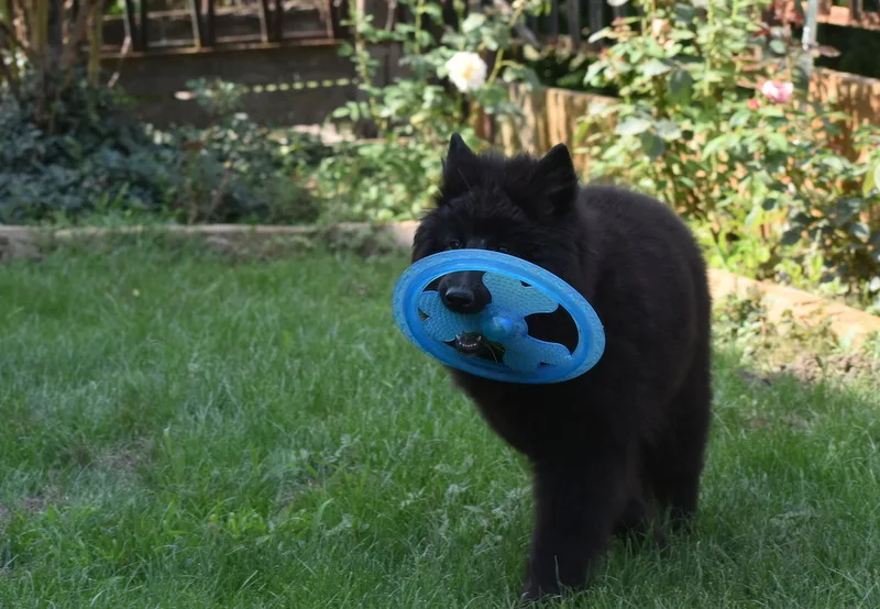 Faith de Bruine Buck 'Zafír' – 24. kép