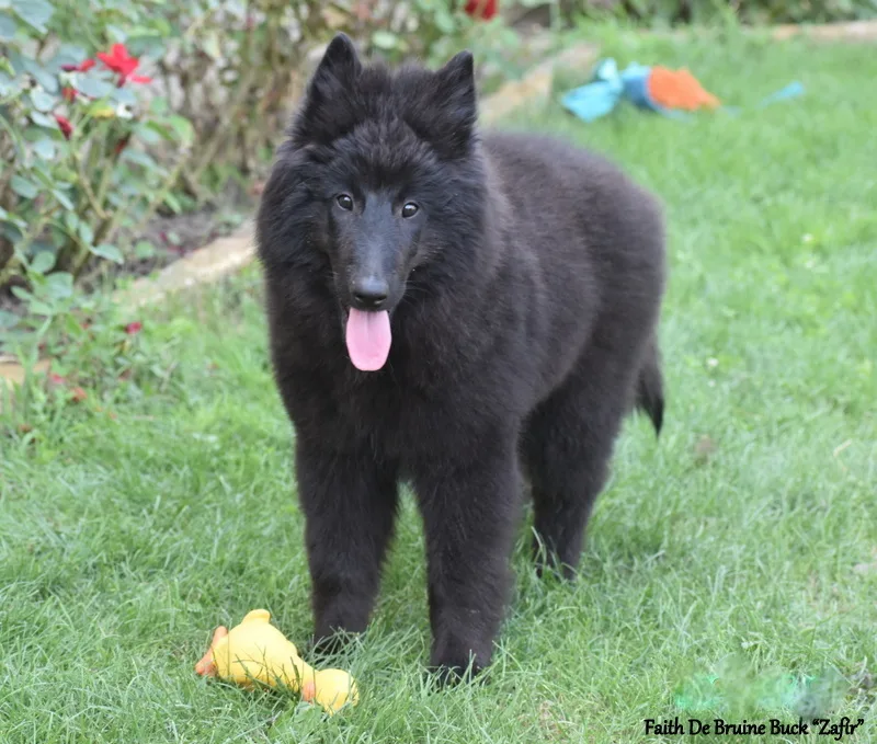 Faith de Bruine Buck 'Zafír' – 25. kép