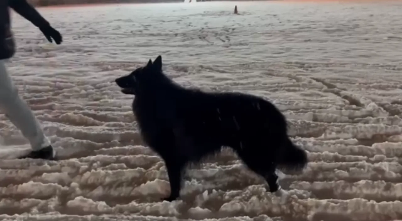 Black Obsidian Ronin 'Archie' gyakorlás közben.