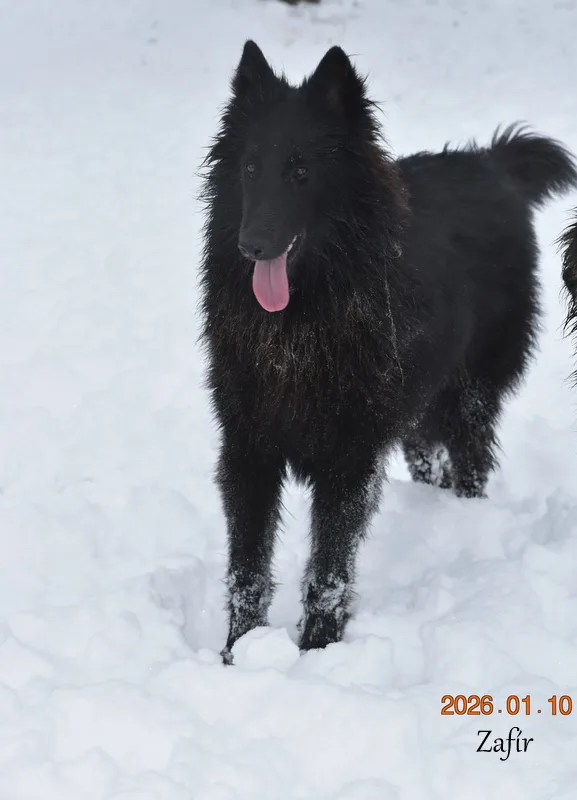 Tél – hó a Black Obsidian kennel életében kép 4